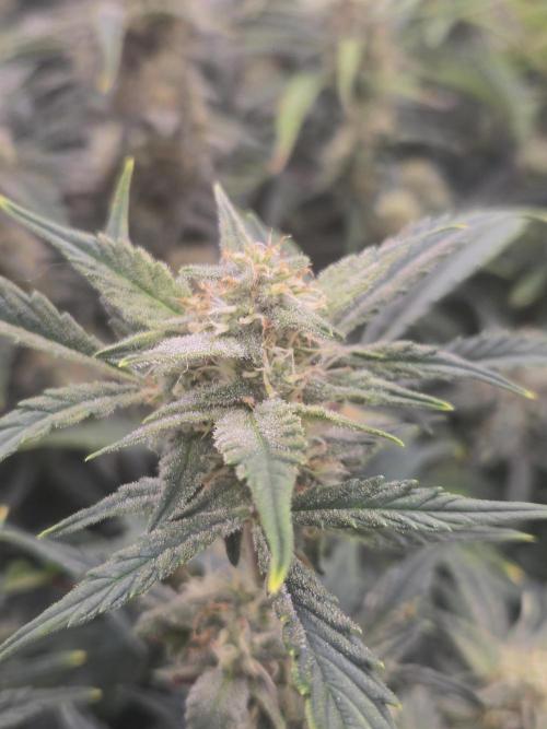 Gorilla Cookies 🦍🍪 ~ 420FastBuds. Week 11 - Bud view