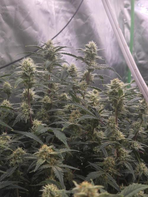 Gorilla Cookies 🦍🍪 ~ 420FastBuds. Week 11 - Buds