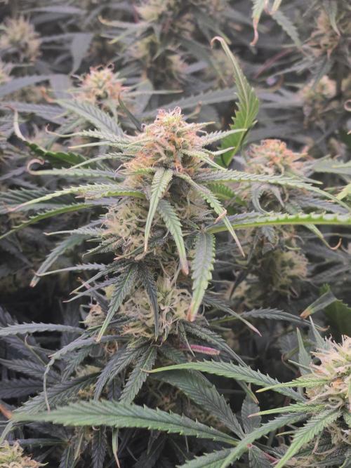 Girl Scout Cookies- 420FastBuds Strain. Week 10 - Bud view