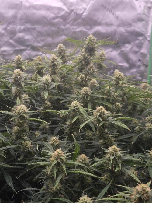 Girl Scout Cookies- 420FastBuds Strain. Week 10 - Removed damaged leaves