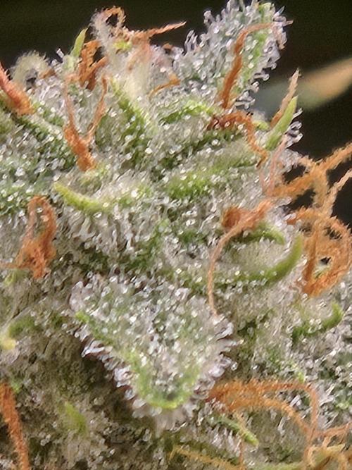 Gorilla Cookies 🦍🍪 ~ 420FastBuds. Week 13 - Trichomes starting to get milky. 