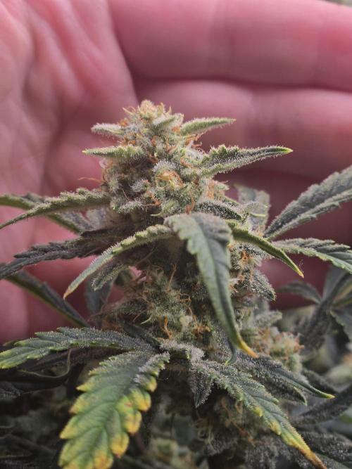Gorilla Cookies 🦍🍪 ~ 420FastBuds. Week 13 - Bud view. Not the biggest.