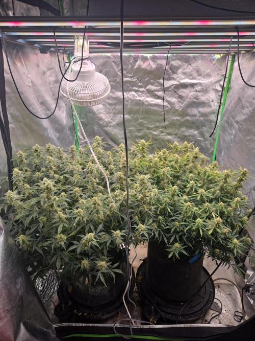 Girl Scout Cookies Auto. Week 11
