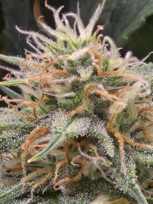 Girl Scout Cookies- 420FastBuds Strain. Week 12 - Trichomes