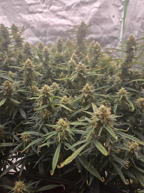 Girl Scout Cookies- 420FastBuds Strain. Week 12 - Field of buds