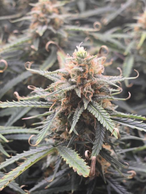 Girl Scout Cookies- 420FastBuds Strain. Week 12 - Curly leaf tips