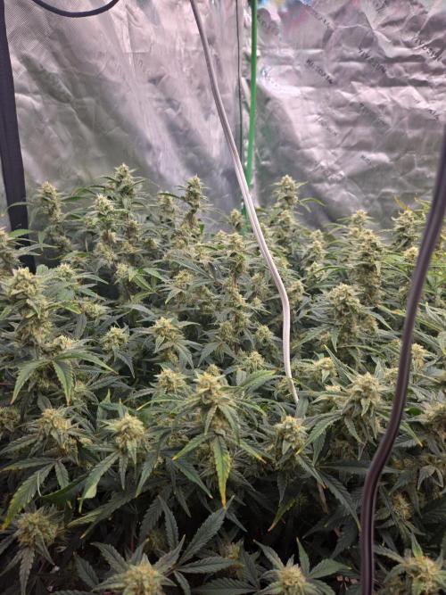 Gorilla Cookies 🦍🍪 ~ 420FastBuds. Week 13 - Beautiful. Taken towards the end of this week.