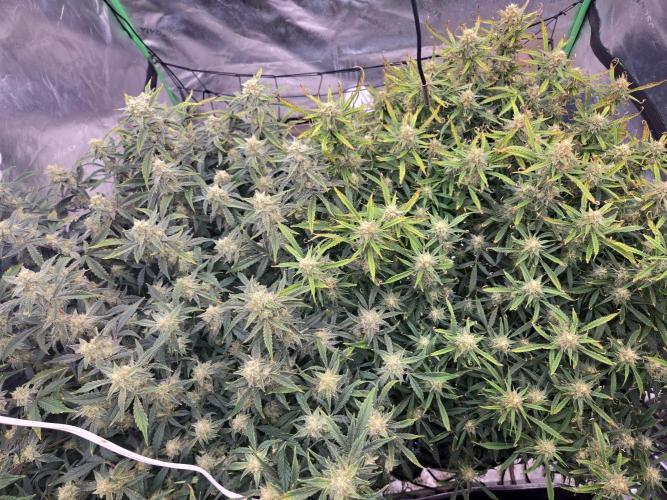 Gorilla Cookies 🦍🍪 ~ 420FastBuds. Week 13 - Both of my plants going at the same time. Interesting color difference 