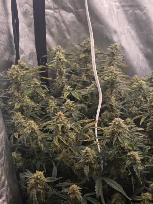 Gorilla Cookies 🦍🍪 ~ 420FastBuds. Week 14 - Smells great