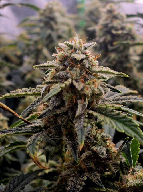 Gorilla Cookies 🦍🍪 ~ 420FastBuds. Week 14 - Pretty