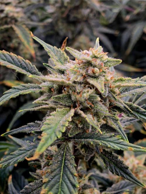 Gorilla Cookies 🦍🍪 ~ 420FastBuds. Week 14 - Almost done