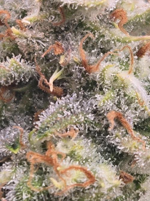 Gorilla Cookies 🦍🍪 ~ 420FastBuds. Week 14 - Trichome shot