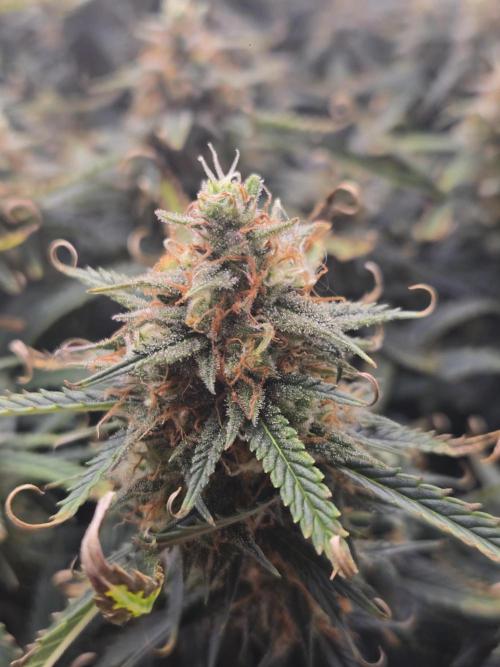 Girl Scout Cookies- 420FastBuds Strain. Week 13 - Curly leaves 