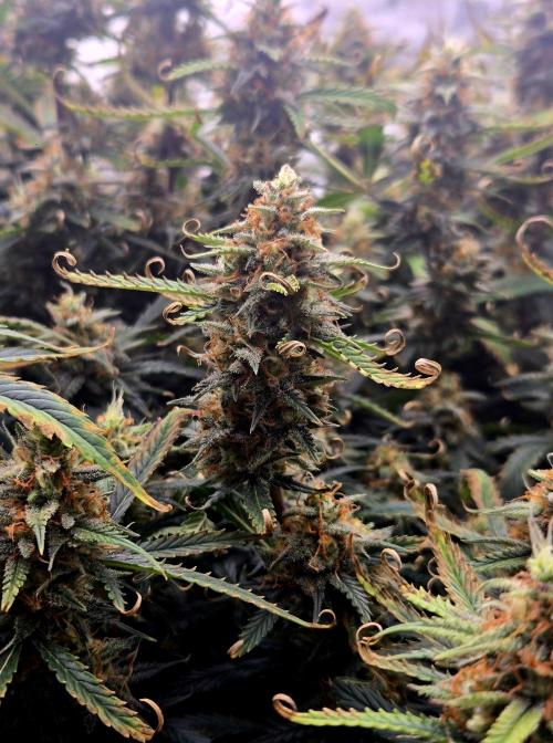 Girl Scout Cookies- 420FastBuds Strain. Week 13 - Bud view