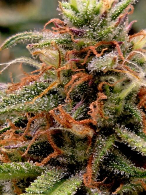 Girl Scout Cookies- 420FastBuds Strain. Week 13 - Close up of bud
