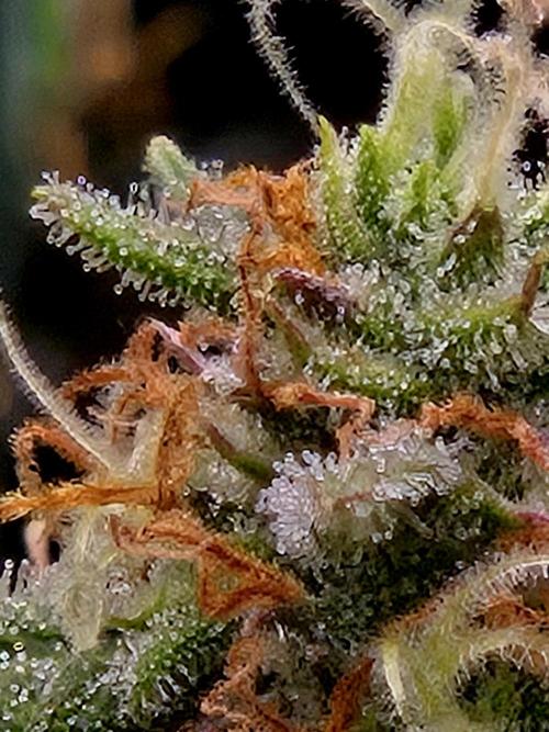Girl Scout Cookies- 420FastBuds Strain. Week 13 - Pretty purple. I think i see some purple trichomes 