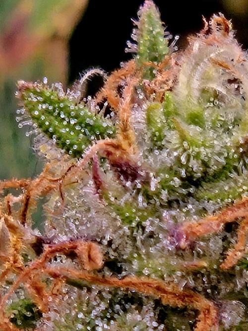 Girl Scout Cookies- 420FastBuds Strain. Week 13 - Lovely lovely