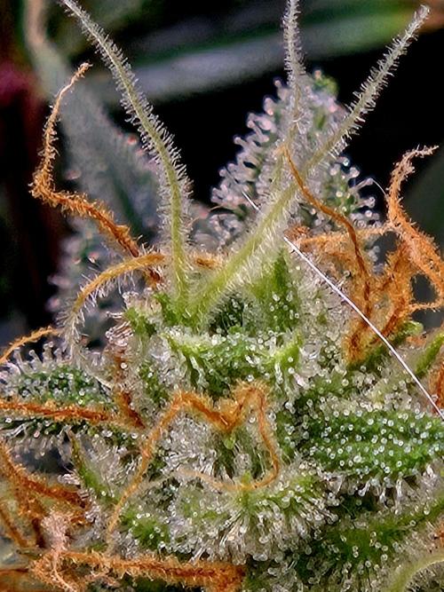 Girl Scout Cookies- 420FastBuds Strain. Week 13 - Another cool picture