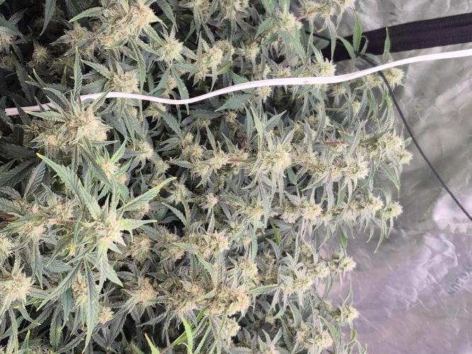 Gorilla Cookies 🦍🍪 ~ 420FastBuds. Week 11 - Looking healthy