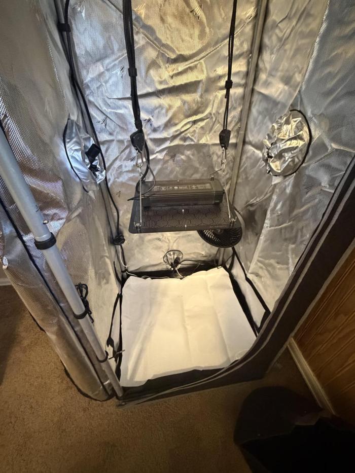 Purple Lemonade Auto. Week 0 - No photos of germinated seeds. 