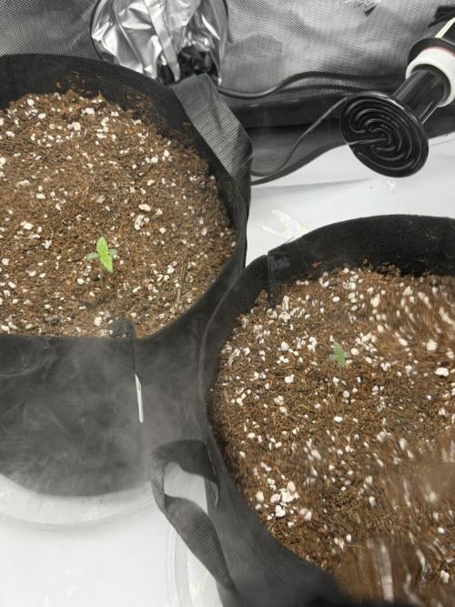 Purple Lemonade Auto. Week 1