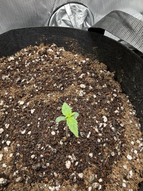 Purple Lemonade Auto. Week 1 - Plant A