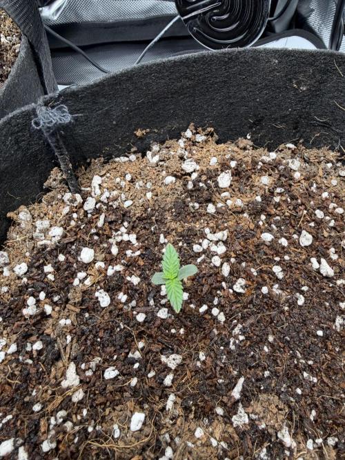 Purple Lemonade Auto. Week 1 - Plant B