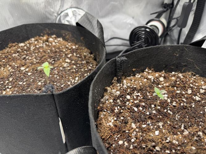 Purple Lemonade Auto. Week 1