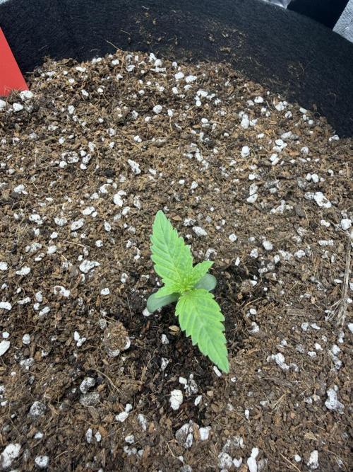 Purple Lemonade Auto. Week 2 - Day 7