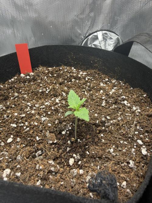Purple Lemonade Auto. Week 2