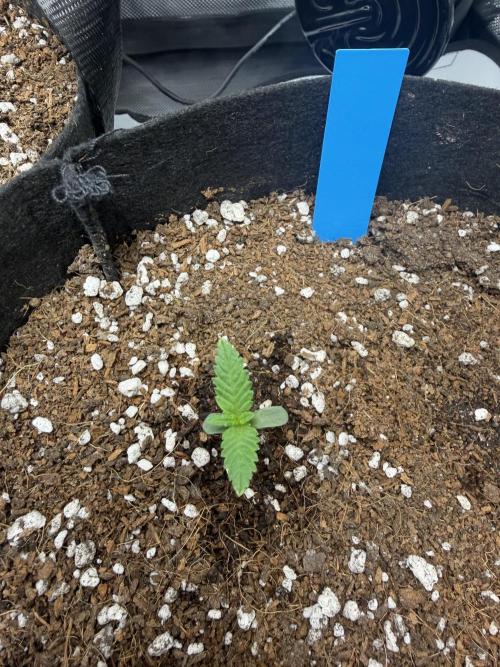 Purple Lemonade Auto. Week 2 - Day 7