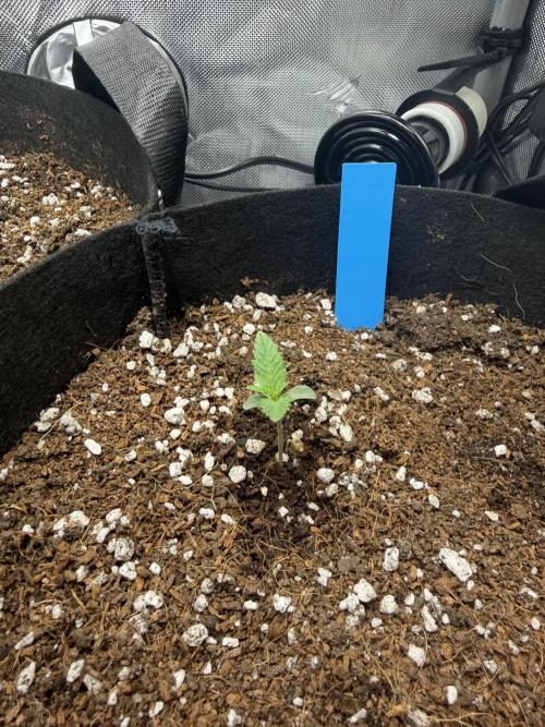 Purple Lemonade Auto. Week 2