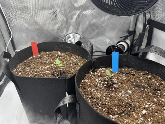 Purple Lemonade Auto. Week 2 - Day 7
