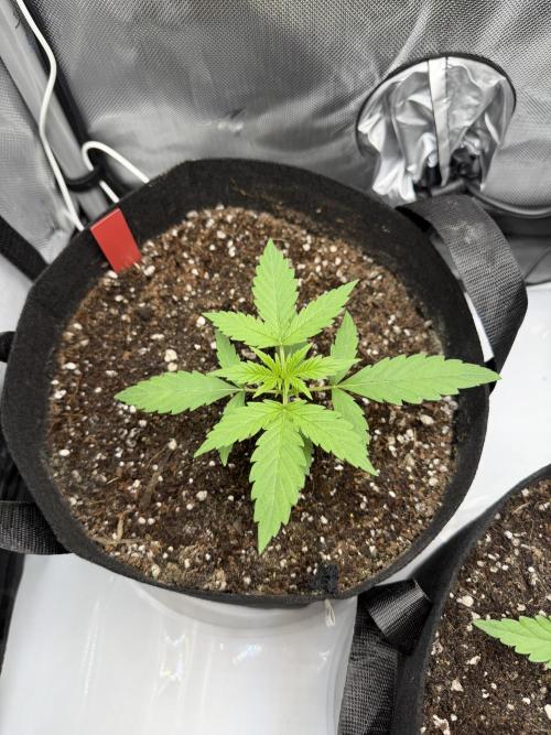 Purple Lemonade Auto. Week 2 - Day 13