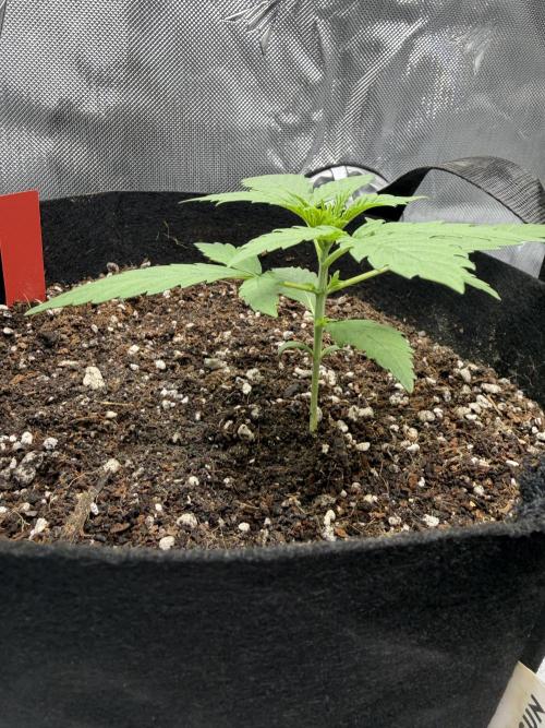 Purple Lemonade Auto. Week 2