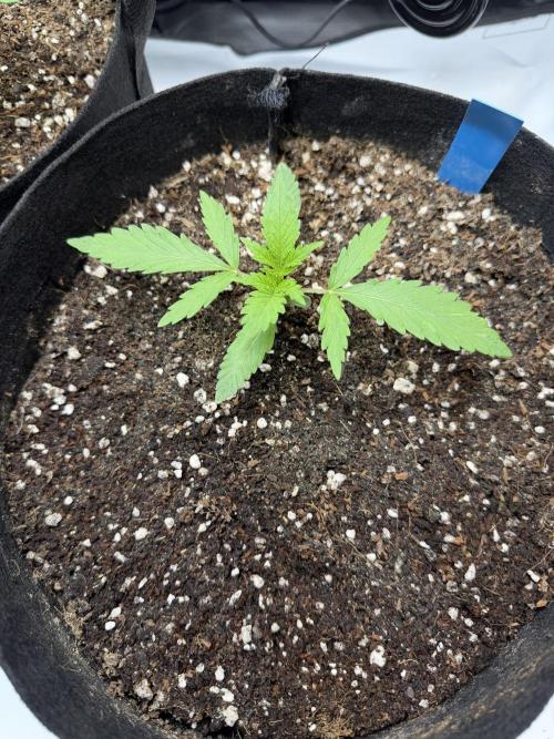 Purple Lemonade Auto. Week 2 - Day 13