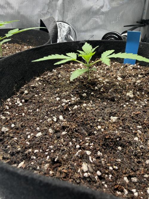 Purple Lemonade Auto. Week 2