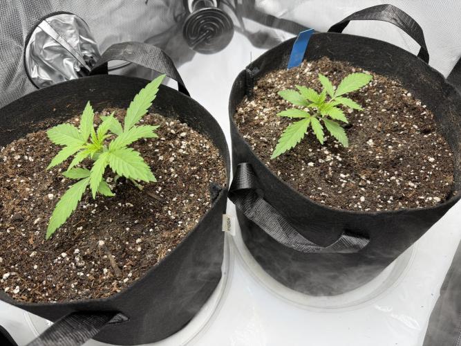 Purple Lemonade Auto. Week 2 - Day 13