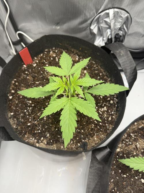 Purple Lemonade Auto. Week 3