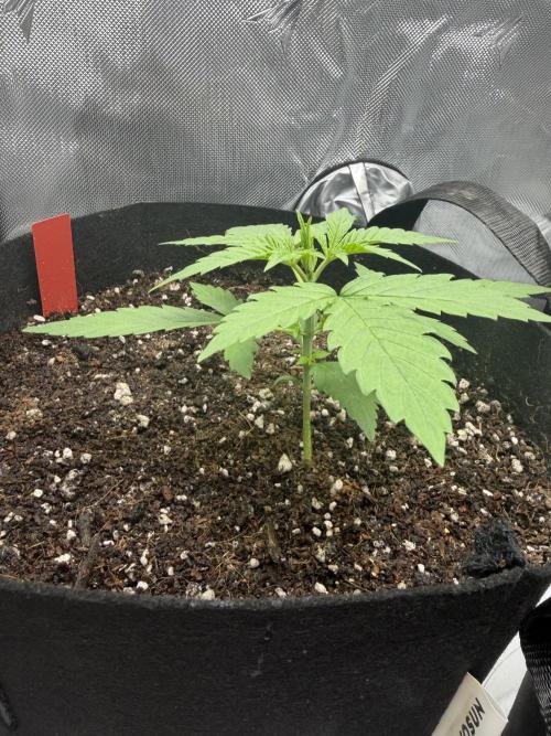 Purple Lemonade Auto. Week 3