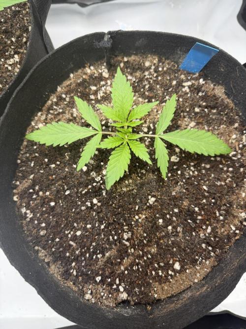 Purple Lemonade Auto. Week 3