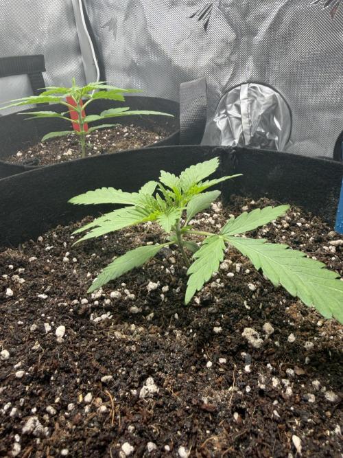 Purple Lemonade Auto. Week 3