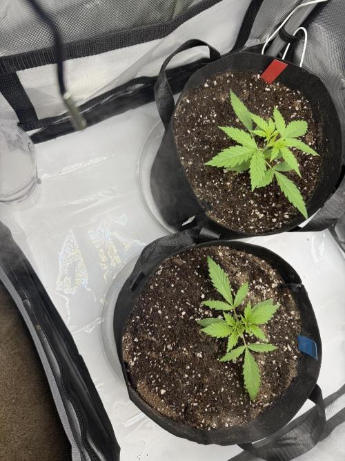 Purple Lemonade Auto. Week 3