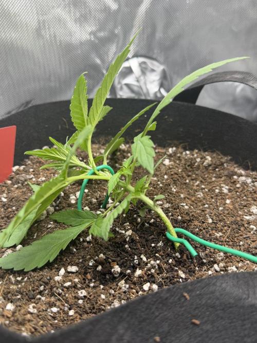 Purple Lemonade Auto. Week 3 - Started LST 4/9 on Red. 