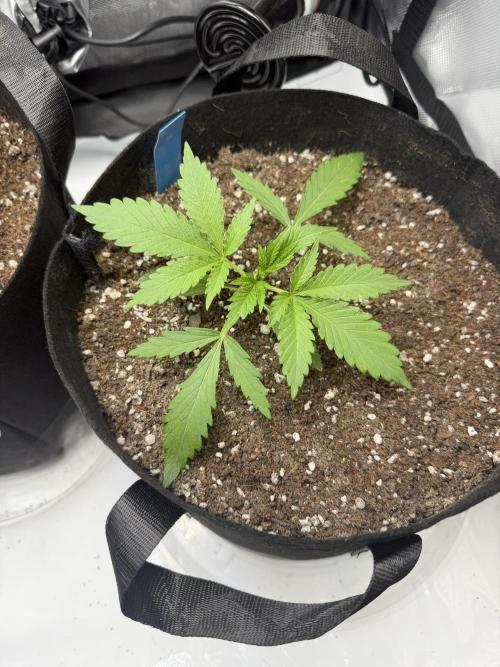 Purple Lemonade Auto. Week 3