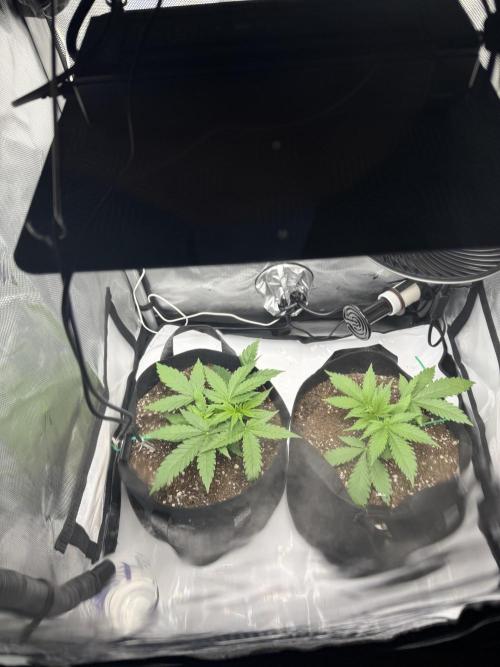 Purple Lemonade Auto. Week 4 - 4/13 - Started LST on Blue. Noticed fungus gnats. 