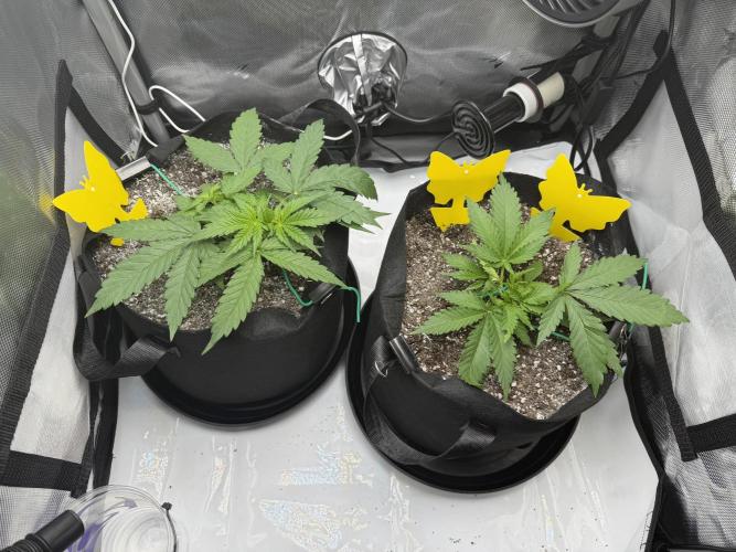 Purple Lemonade Auto. Week 4 - 4/14