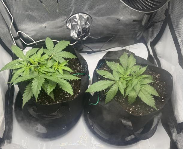 Purple Lemonade Auto. Week 4 - 4/15 - Watered with BTi treated water. 