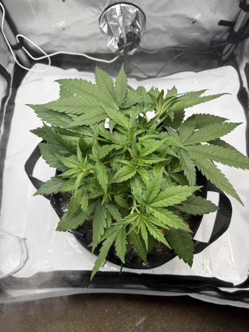 Purple Lemonade Auto. Week 4 - 4/19 - Red 