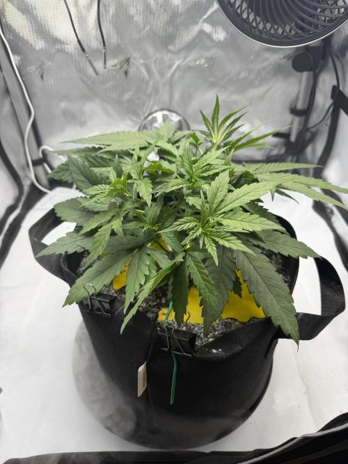 Purple Lemonade Auto. Week 4 - 4/19 - Red